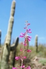 photo thumbnail #14