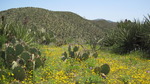photo thumbnail #12