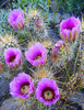 photo thumbnail #11