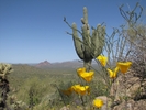 photo thumbnail #7