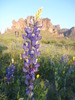 photo thumbnail #13