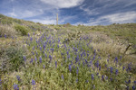 photo thumbnail #5