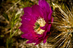 photo thumbnail #10