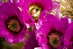 photo thumbnail #14