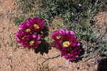 photo thumbnail #13