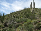 photo thumbnail #11