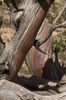 photo thumbnail #8