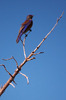 photo thumbnail #14