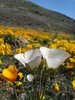 photo thumbnail #12