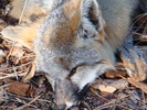 photo thumbnail #2