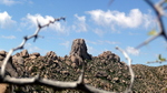 photo thumbnail #7