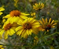 photo thumbnail #1