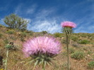 photo thumbnail #3