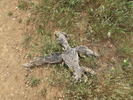 photo thumbnail #9