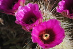 photo thumbnail #3