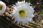 photo thumbnail #4