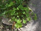 photo thumbnail #13