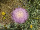 photo thumbnail #15