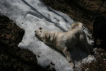 photo thumbnail #3