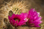 photo thumbnail #6