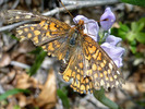 photo thumbnail #13