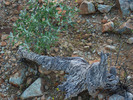 photo thumbnail #8