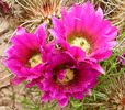 photo thumbnail #14
