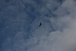 photo thumbnail #14