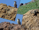 photo thumbnail #11