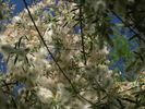 photo thumbnail #7