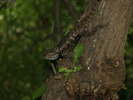 photo thumbnail #9
