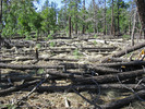 photo thumbnail #11
