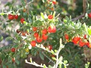 photo thumbnail #3