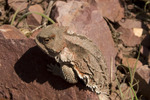 photo thumbnail #5