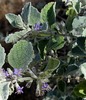 Featured Detail Photo