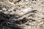 photo thumbnail #11