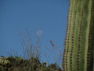 photo thumbnail #3