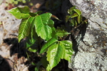 photo thumbnail #2