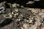 photo thumbnail #11