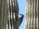 photo thumbnail #4