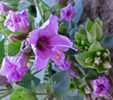 photo thumbnail #5