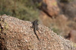 photo thumbnail #9