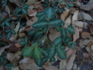 photo thumbnail #14