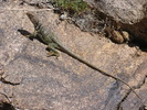 photo thumbnail #14