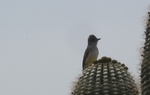 photo thumbnail #13