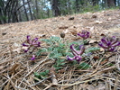photo thumbnail #13