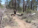 photo thumbnail #4