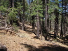 photo thumbnail #5