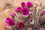 photo thumbnail #15