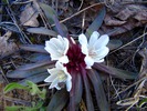 photo thumbnail #4